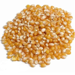 Pipoca Orgânico Sitio da Boa Esperança 300g